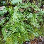 Polypodium vulgare Hábitos