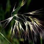 Bromus racemosus 葉