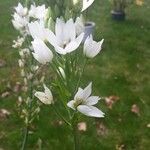 Ornithogalum thyrsoidesFlower