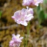 Armeria girardii മറ്റ്