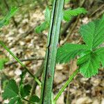 Rubus camptostachys 樹皮