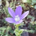 Triodanis perfoliata Flor