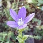 Triodanis perfoliata Blüte