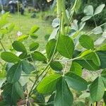 Crotalaria pallidaHostoa