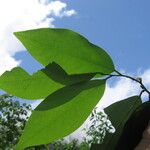 Sanrafaelia ruffonammari Hoja