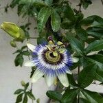 Passiflora caeruleaFlor