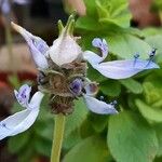 Coleus caninus Flower