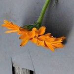 Calendula stellata Blüte