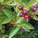 Lonicera periclymenum Fruit