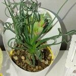 Albuca spiralis Folha