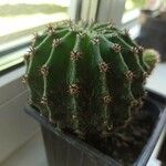 Echinopsis eyriesiiBlatt