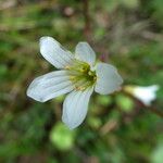 Saxifraga granulata Blüte
