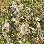 Salvia sclareaFlower