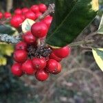 Ilex × altaclerensisFruit