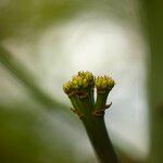 Agave sisalana Flower