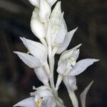 Cephalanthera austiniae ᱵᱟᱦᱟ