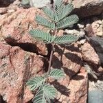 Hoffmannseggia glauca Leaf