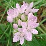 Allium unifolium Blüte
