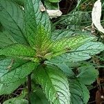 Mentha × piperita Feuille