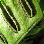 Pteris tripartita Bark