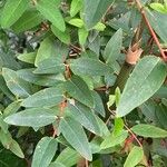 Hypericum patulum List