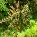 Hemionitis querquobadii Fruct