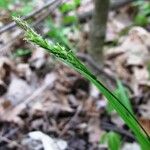 Carex hirtifolia Coajă