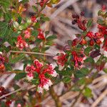 Vaccinium myrsinites 整株植物