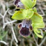 Ophrys omegaiferaFlower