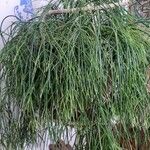 Psilotum nudum List