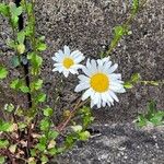 Leucanthemum ircutianum Квітка