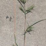 Themeda quadrivalvis Leaf