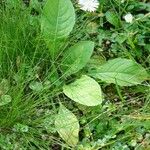 Rumex pulcher Leaf