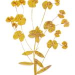 Euphorbia virgata Flower