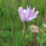 Podospermum purpureum Blüte