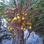 Leopoldinia pulchra Fruto