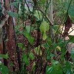 Plumbago indica Hábitos