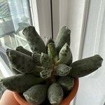 Adromischus cooperi Folha