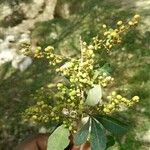 Searsia natalensis Fruit