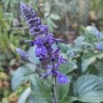 Salvia farinacea Flower