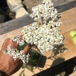 Achillea millefoliumFlower