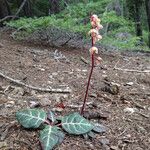 Pyrola picta Habit