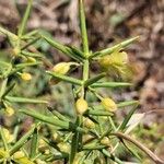 Asparagus aphyllus Leaf