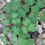 Thalictrum dioicum Folio