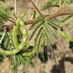 Senegalia senegal Лист