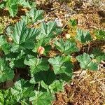 Rubus chamaemorus Frukto