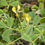 Medicago laciniata Övriga