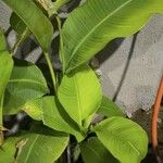 Heliconia latispatha Hoja