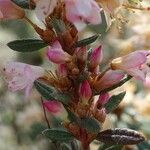 Rhododendron pubescens Otro