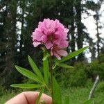 Sidalcea cusickii 花